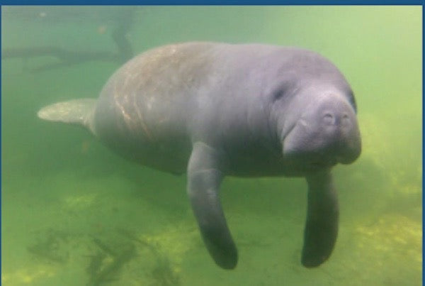 Our Improbable Tale of How We Came to Love Manatees