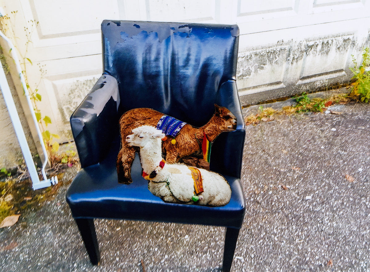 llamas on chair