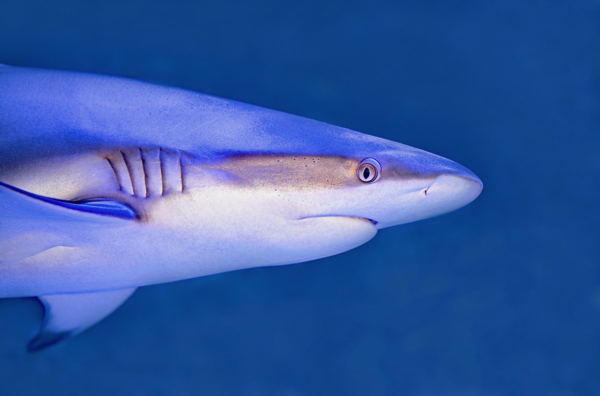 shark photo by David Clode
