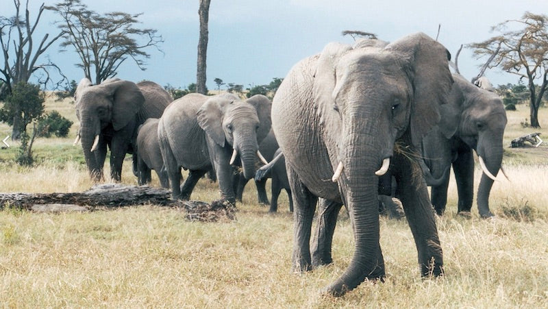 A Memory of Elephants and Remembrance Day