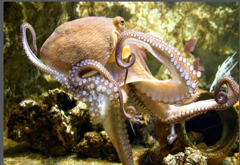 octopus