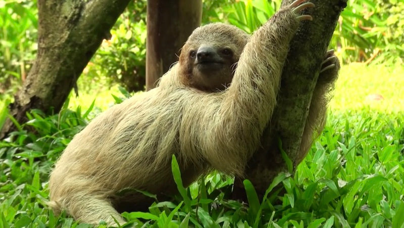 Sweetheart Sloths Too Cute For Their Own Good